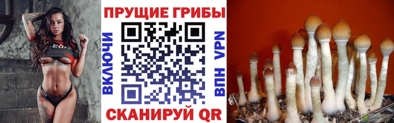 Псилоцибиновые грибы GOLDEN TEACHER  наркотики  Темрюк 